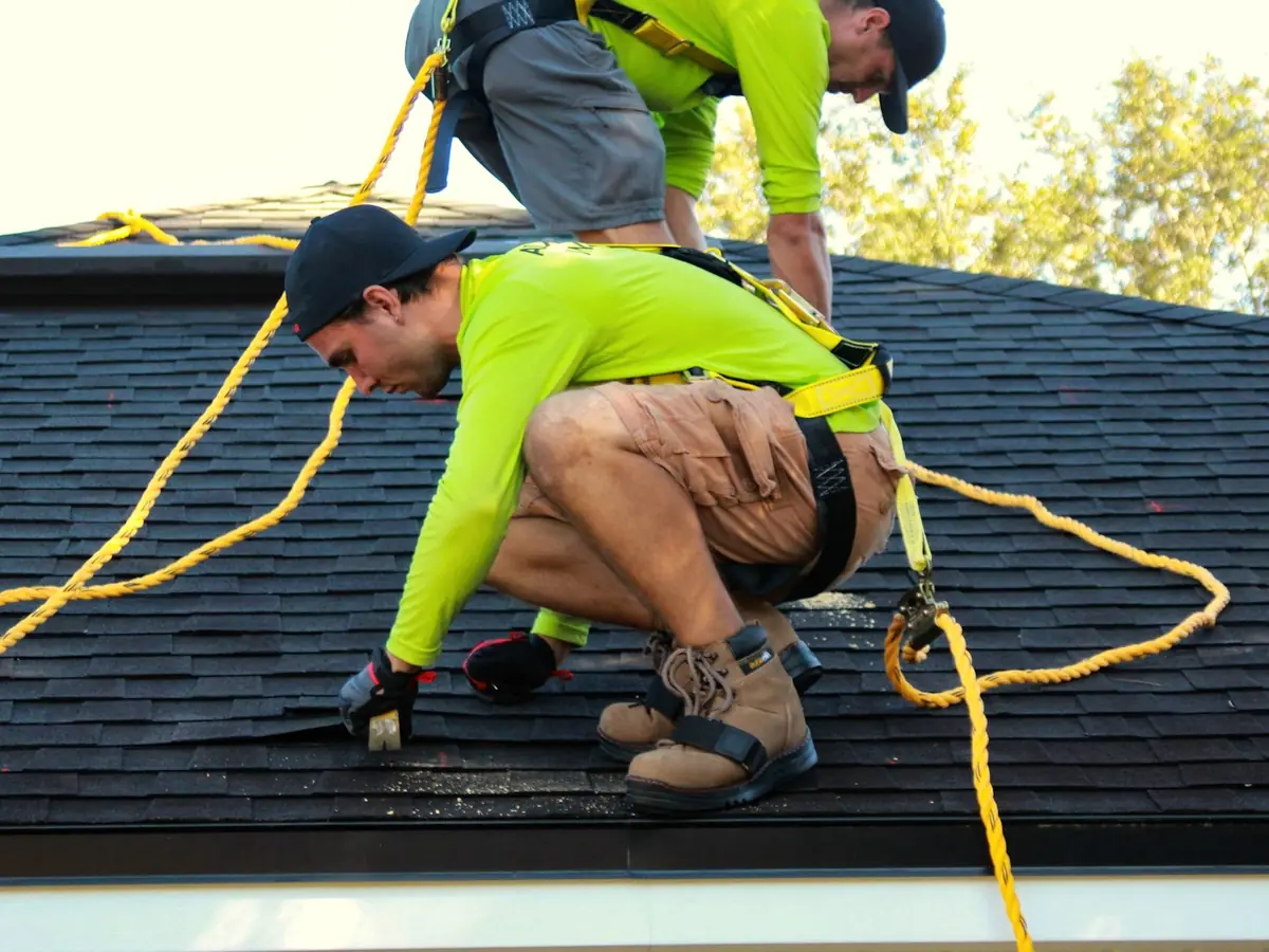 Roofers in safety harnesses working on a shingle roof