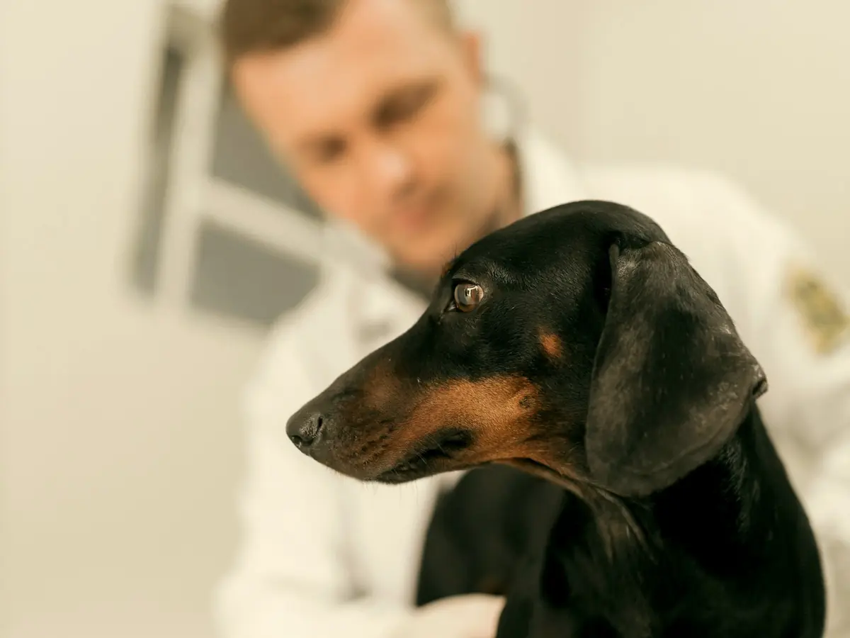 Veterinarian examining a dachshund